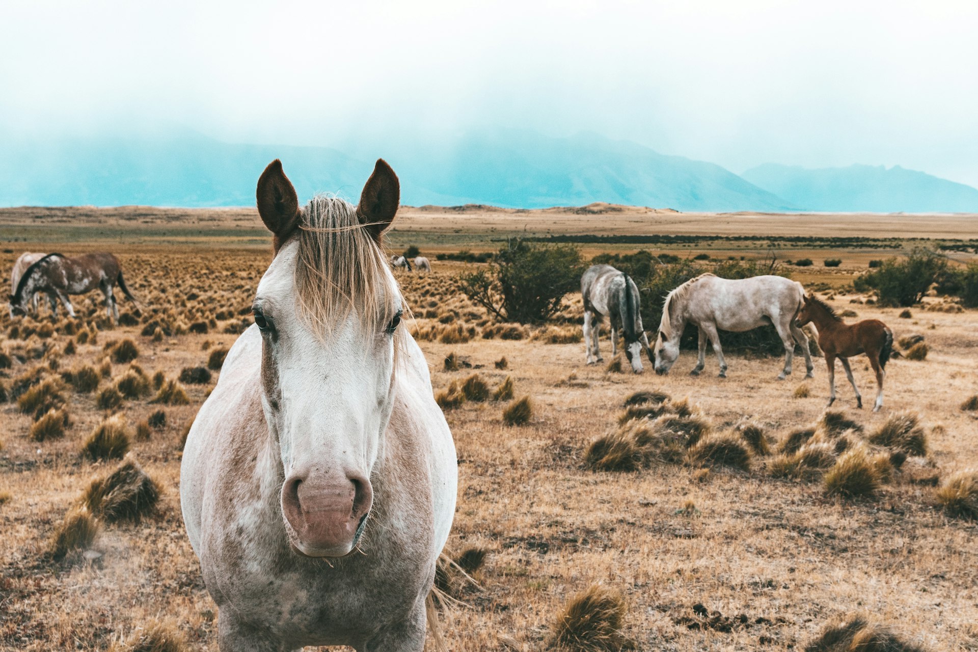 A grey-white horse looks directly down the camera in El Calafate, Patagonia with other horses and a foal in the background, which is scrubland