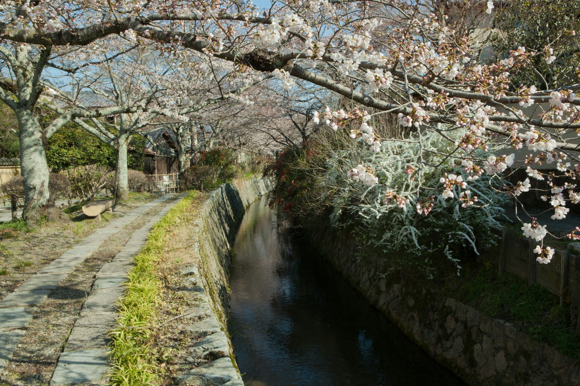 The “Philosopher’s Path” – a stone pathway alongside a small canal and cherry trees in blossom – in Kyoto