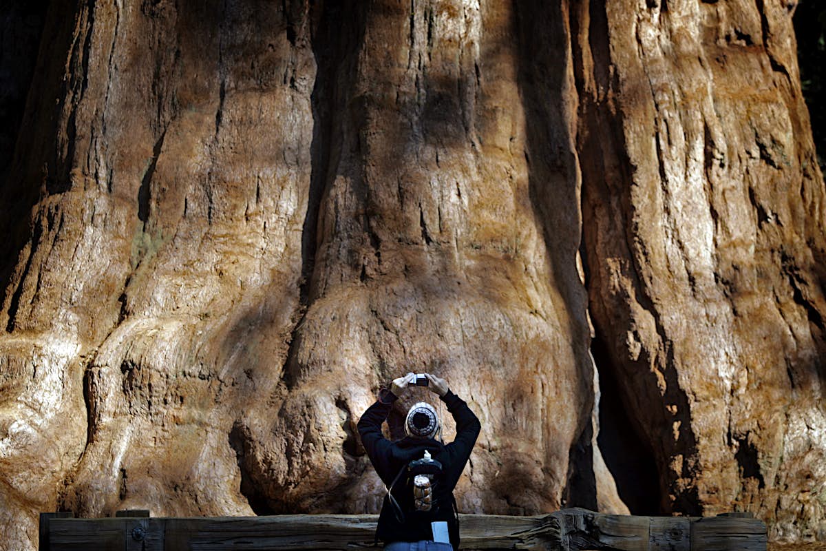 Sequoia National Park’s Giant Forest to reopen December 11