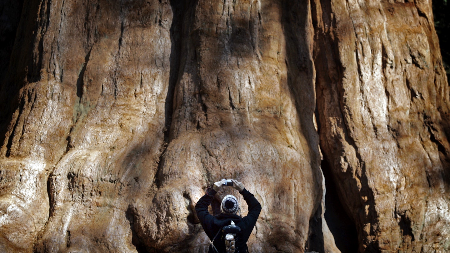 A visitor to Sequoia National Park is dwarfed by the 36.5 ft. diameter trunk of the General Sherman Tree, billed as the "Largest Living Thing on Earth." The National Park Service is considering various ways to make parks more relevant, including attracting more children and more minority families. Photo shot on Thursday, October 26, 2006.  (Photo by Myung J. Chun/Los Angeles Times via Getty Images)