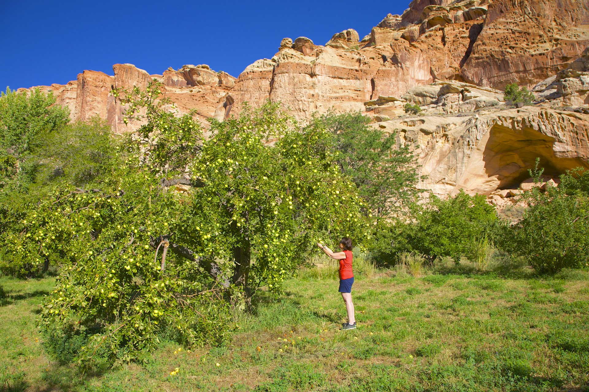 Woman picking apples in at Capitol Reef National Park, Utah