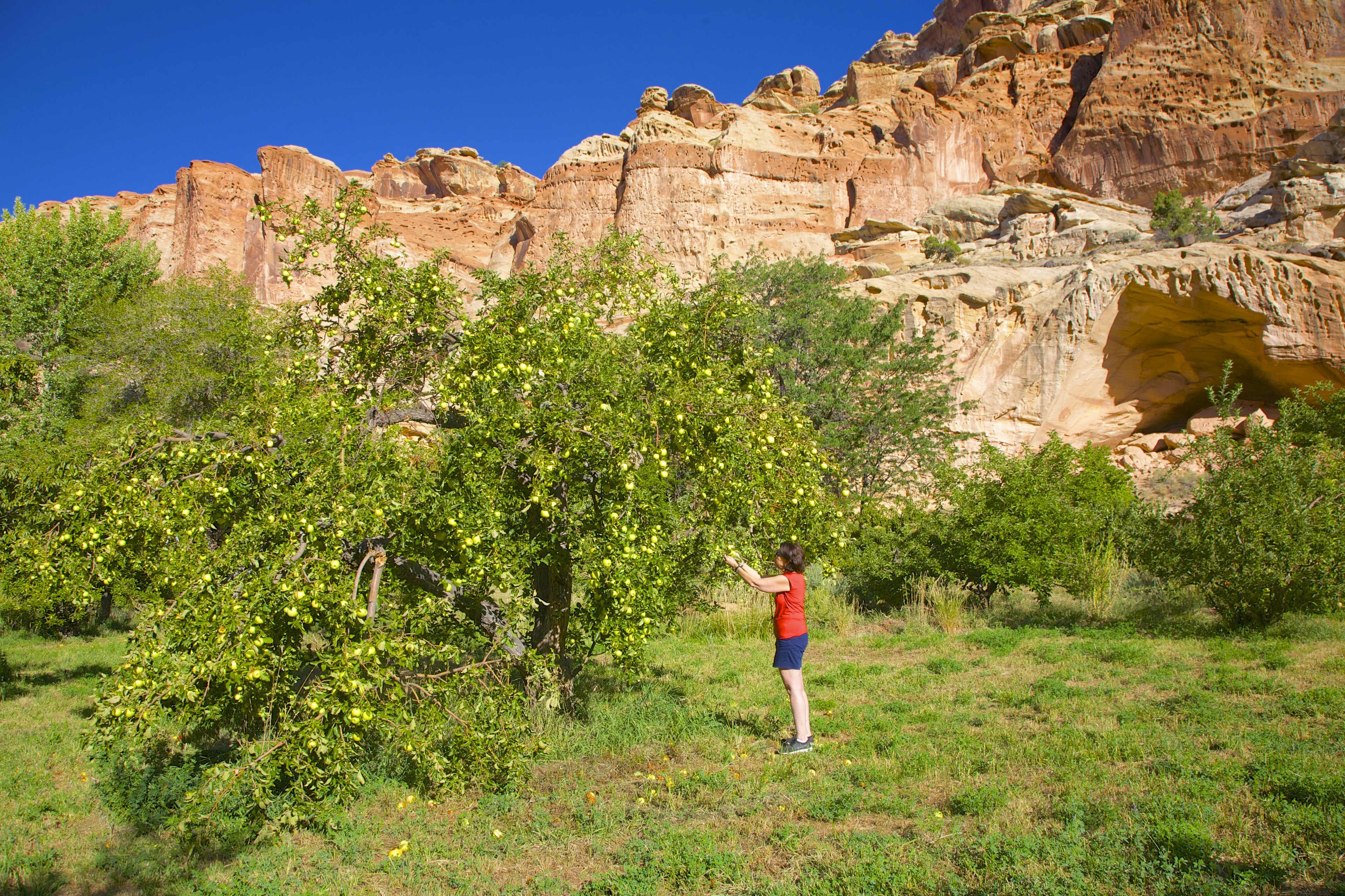 Picking apples at Capitol Reef National Park, Utah.