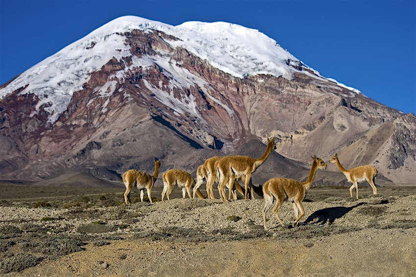 Wild vicuñas at Chimborazo volcano
