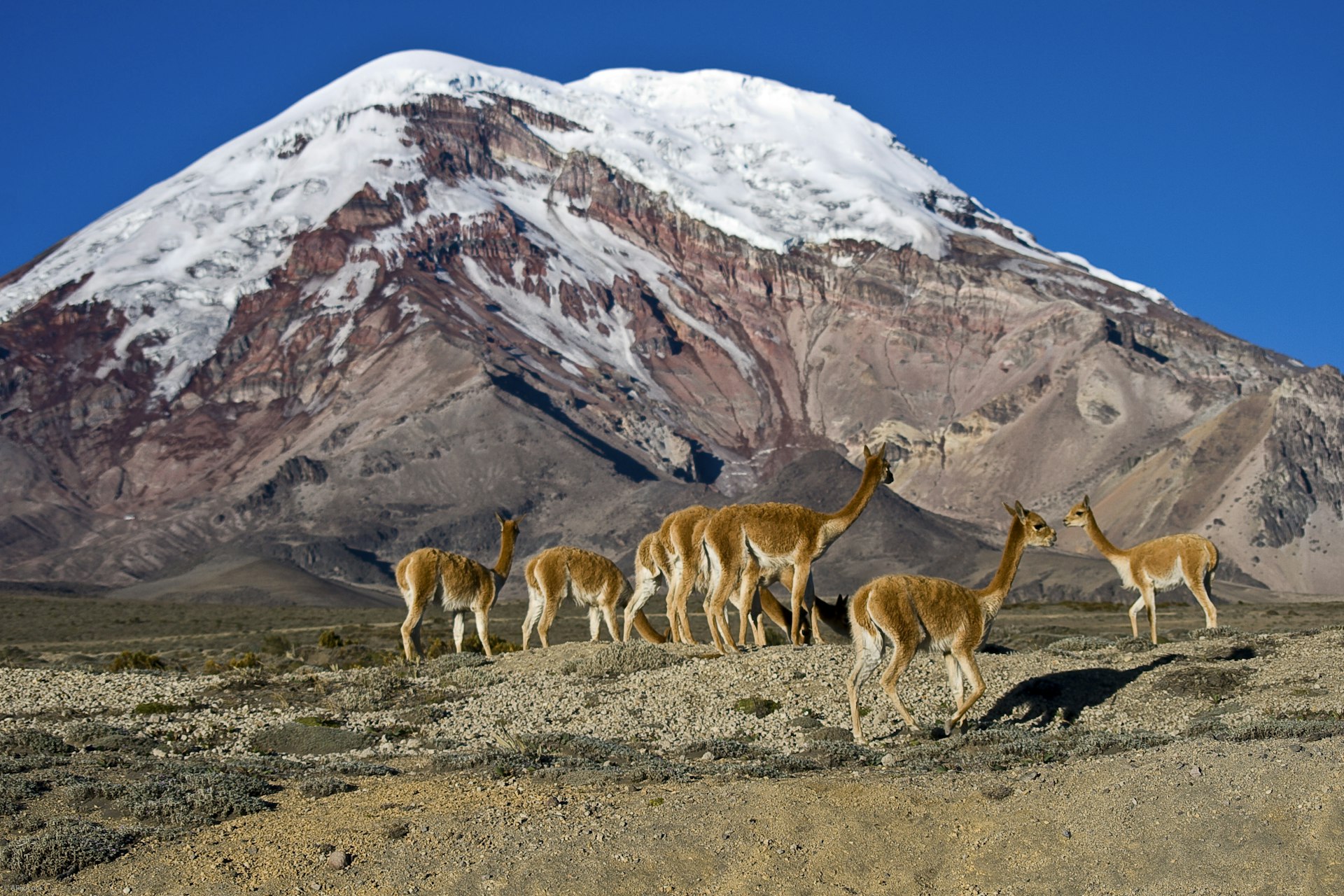 Wild Vicuñas at the Chimborazo volcano, near Baños in Ecuador