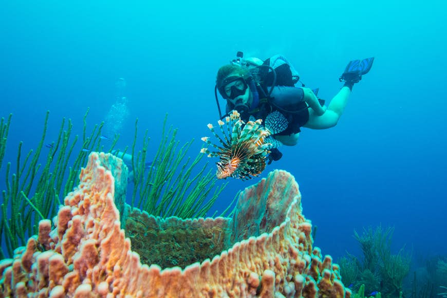 A diver watches an invasive lionfish on a reef in Belize