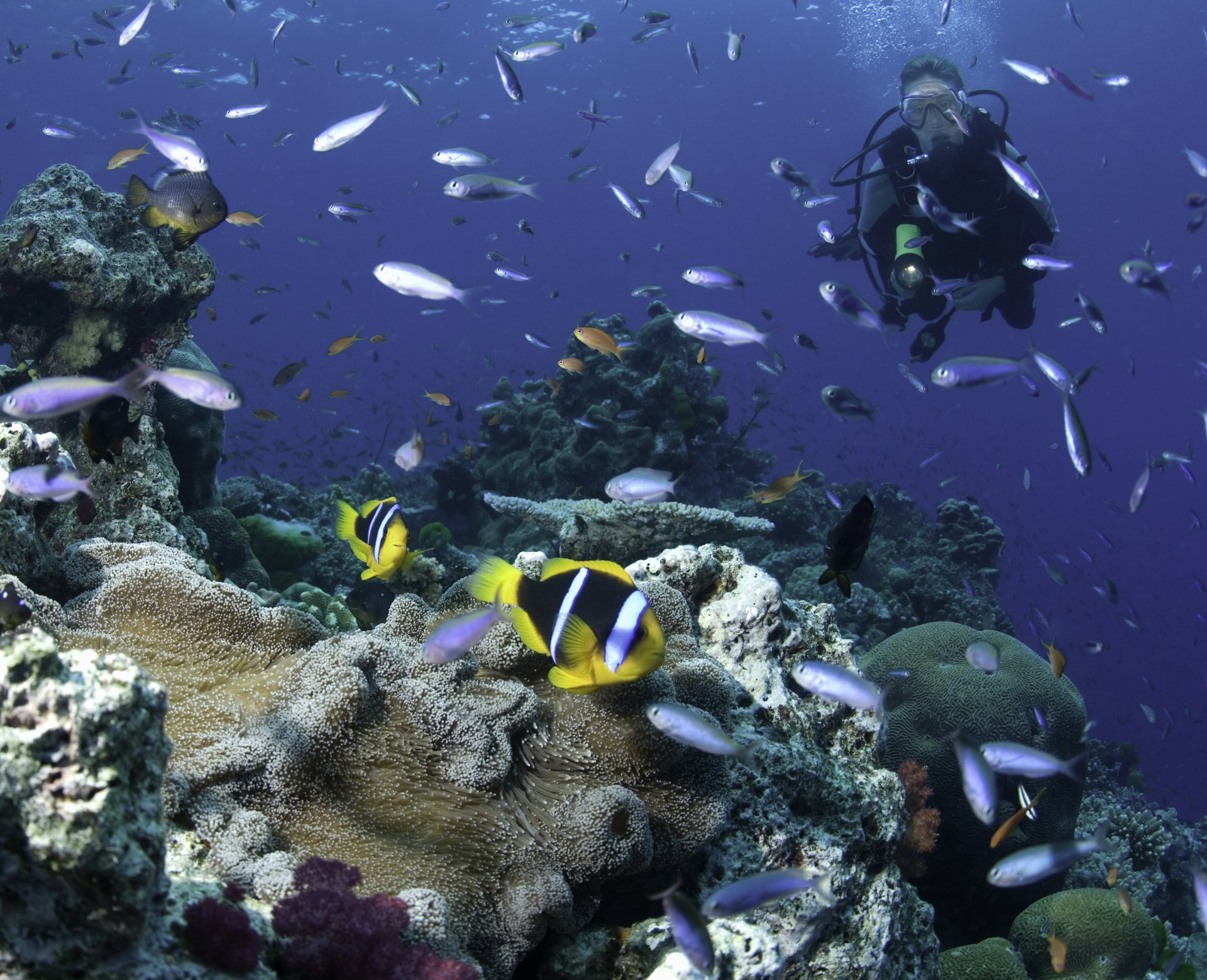 Female scuba diver watching shoals of colorful fish underwater in Fiji