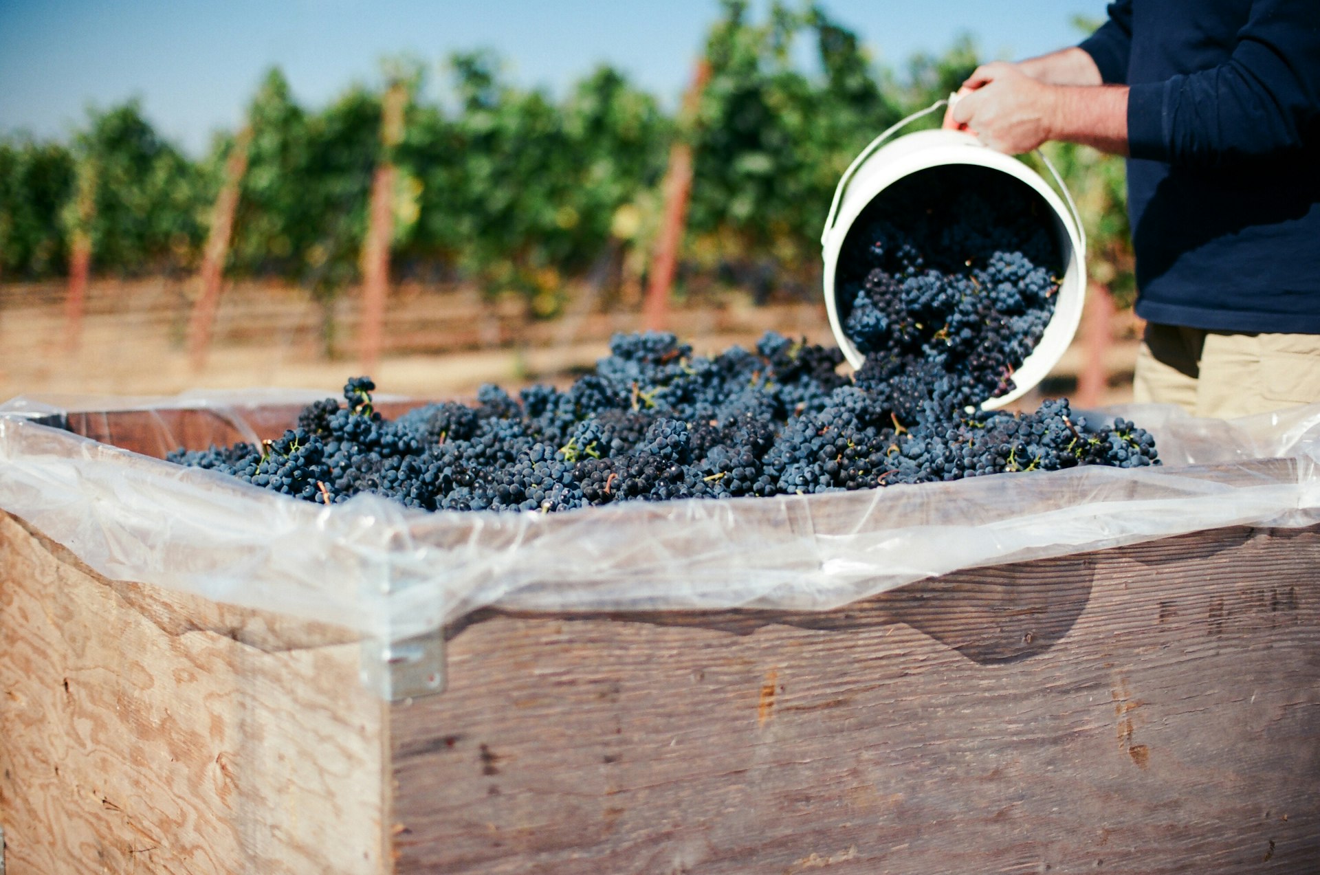 A person harvests bunches of grapes for winemaking