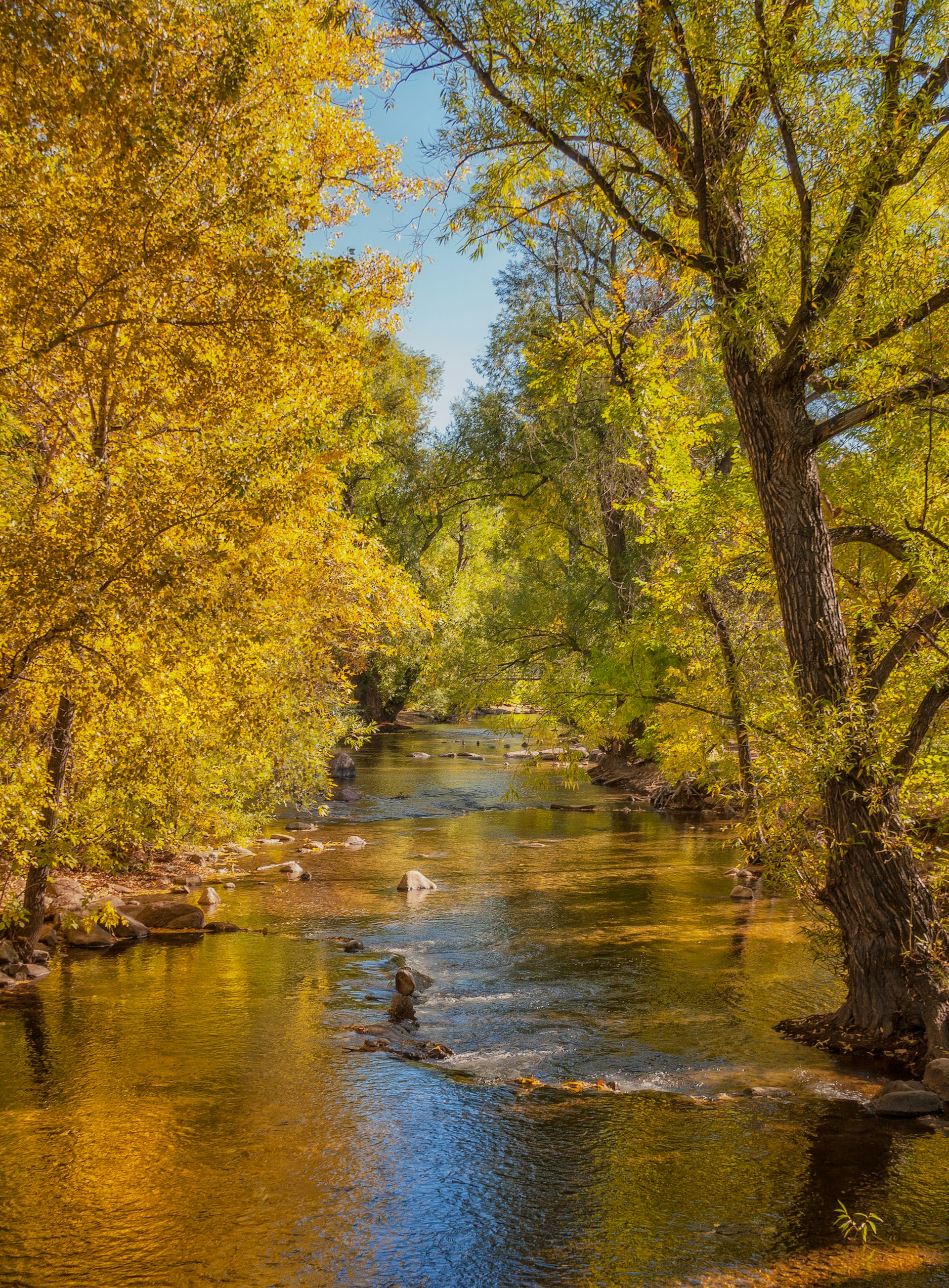 View of autumn foliage by Boulder Creek, Colorado