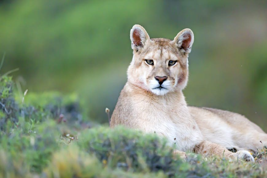 Best wildlife experiences in Patagonia - Lonely Planet