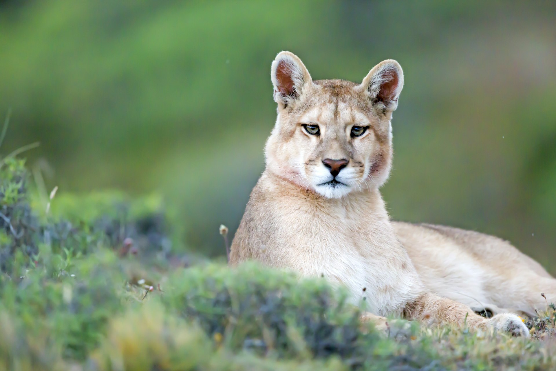 Um puma de um ano de idade no Parque Nacional Torres del Paine, na Patagônia