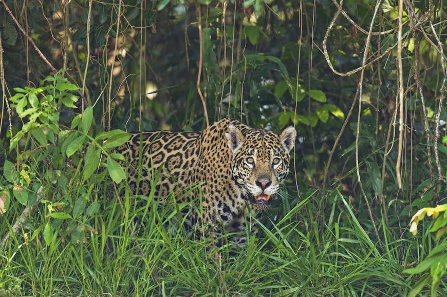 Wild Jaguar walking through thick vegetation in Pantanal, Brazil