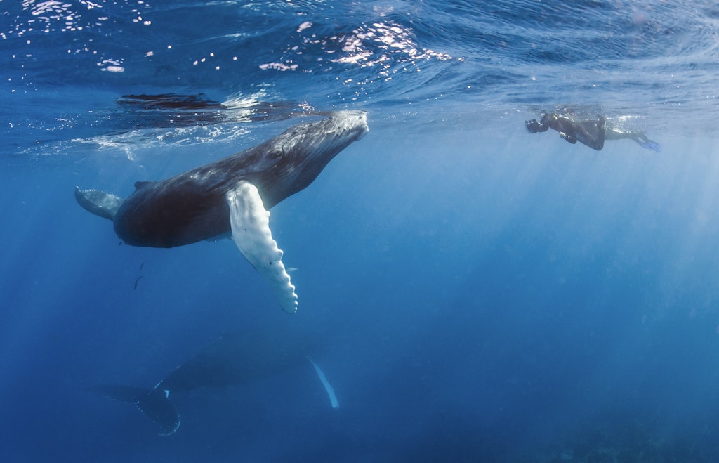 A snorkeler meets a humpback whale in the Dominican Republic