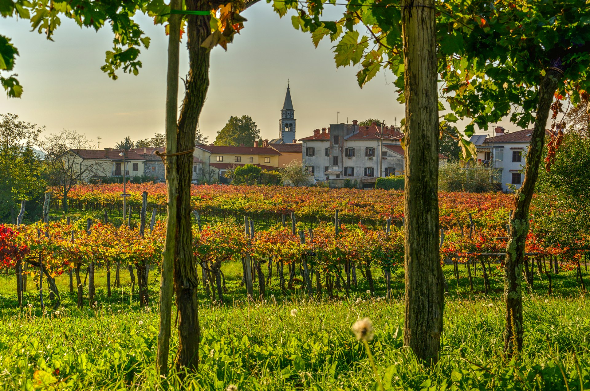 Vineyard in Autumn late afternoon