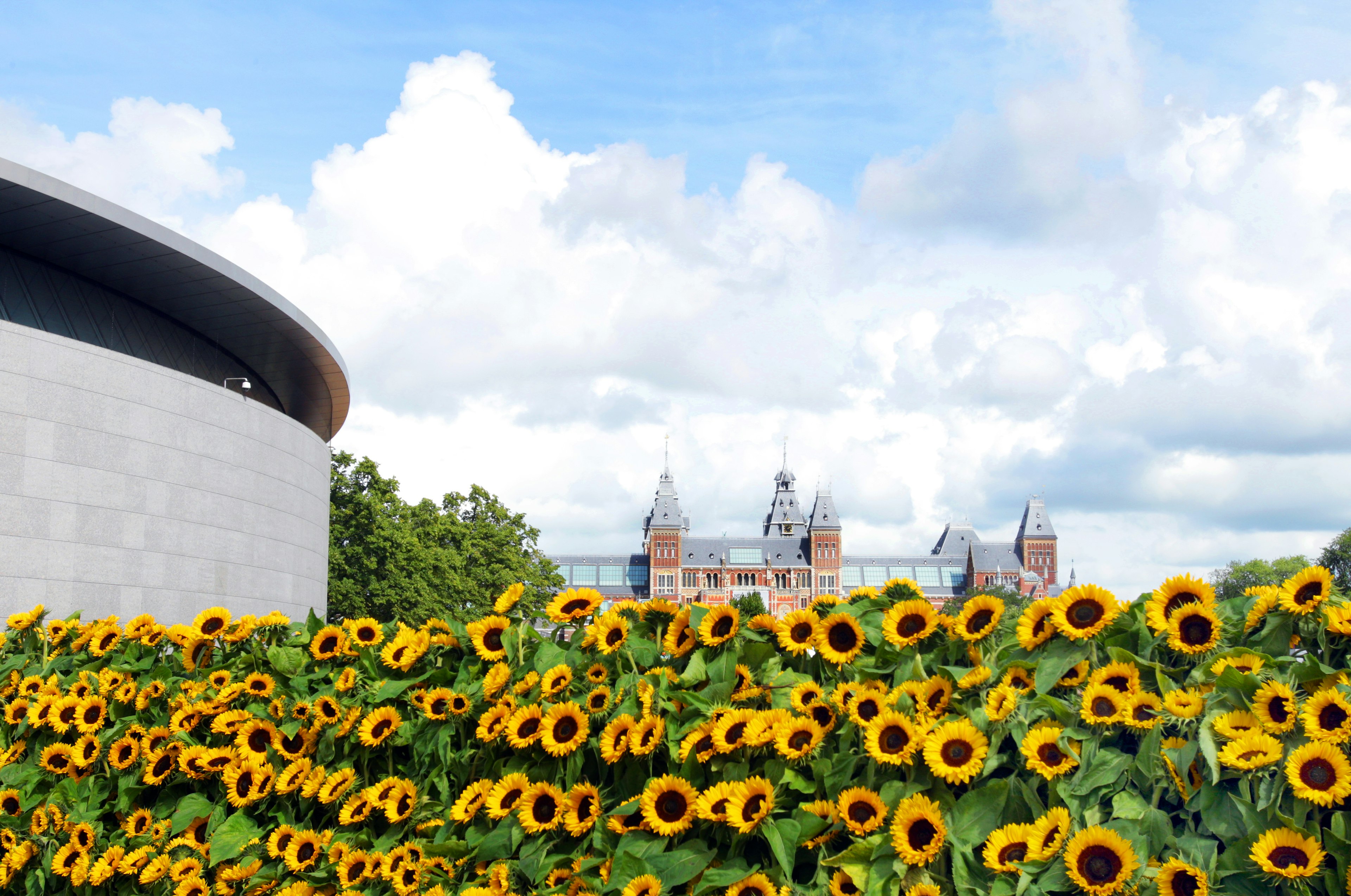 Sunflowers with Van Gogh Museum, left and Rijksmuseum in beckground at Museum squere in Amsterdam,Netherlands.