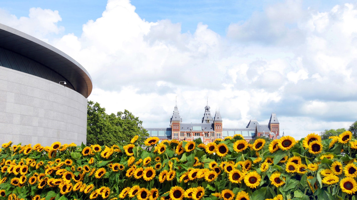 Sunflowers with Van Gogh Museum, left and Rijksmuseum in beckground at Museum squere in Amsterdam,Netherlands.