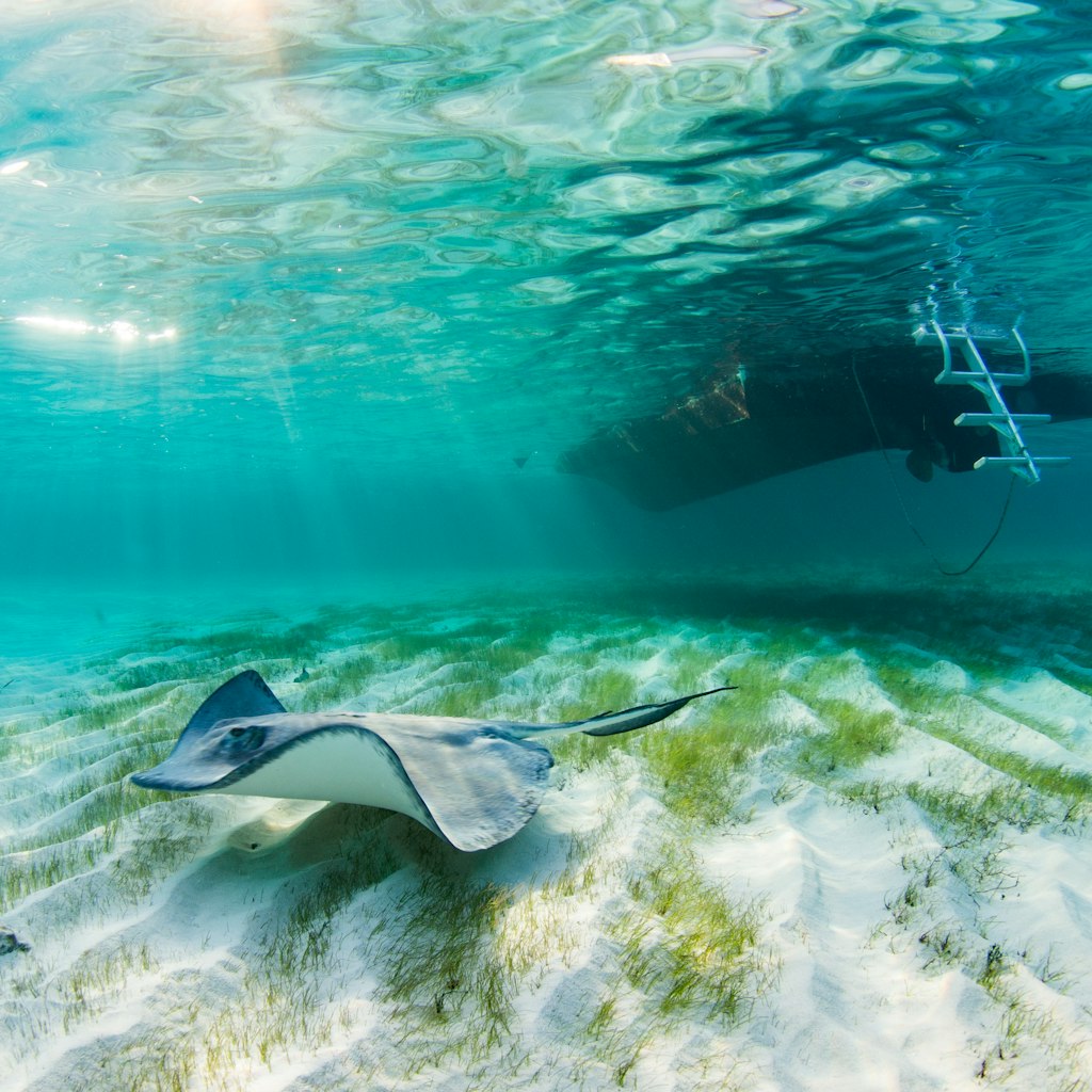 A stingray is bathed in sun beams under the dive boat at the Stingray Sandbar in Grand Cayman.
