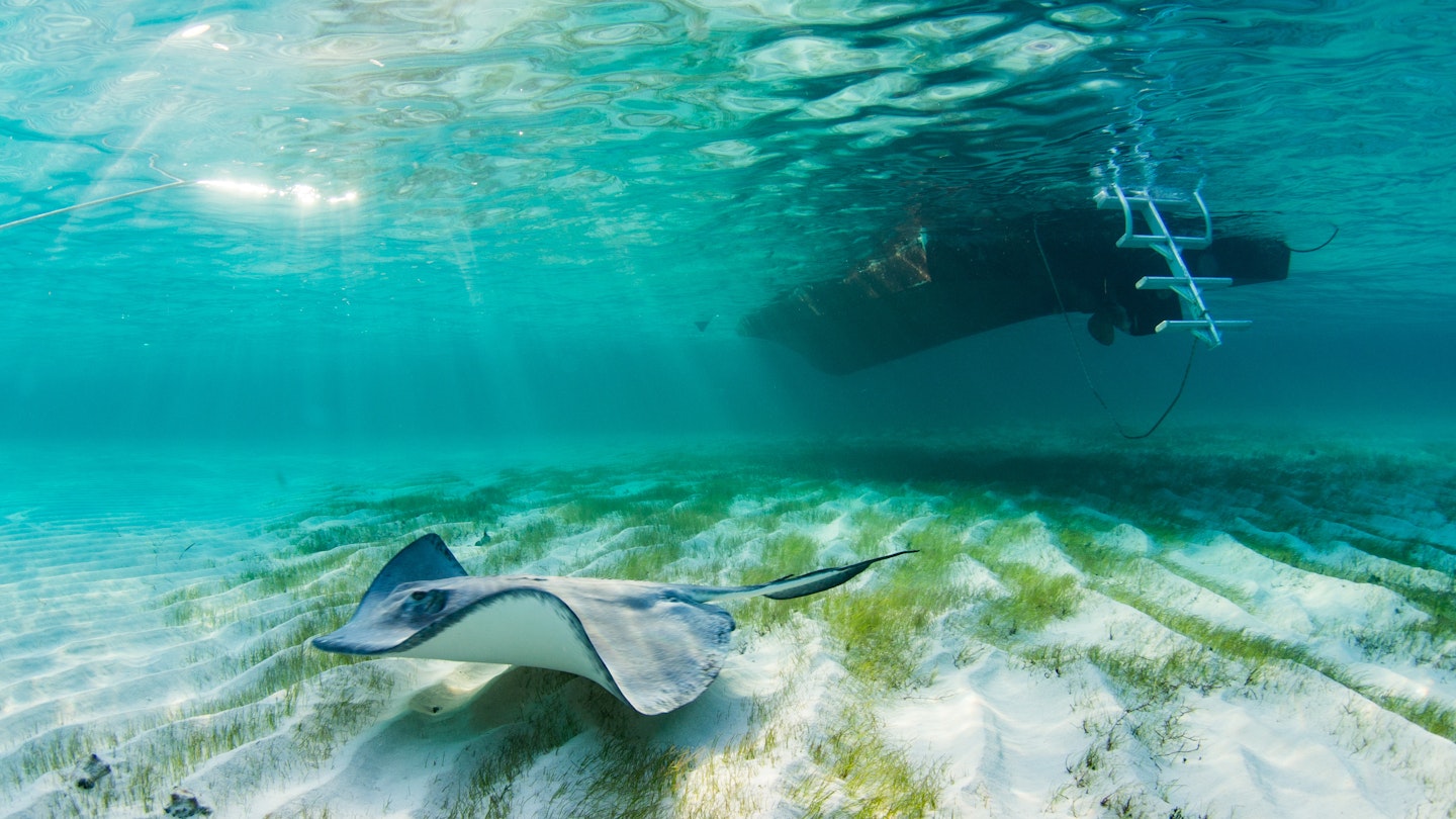 A stingray is bathed in sun beams under the dive boat at the Stingray Sandbar in Grand Cayman.