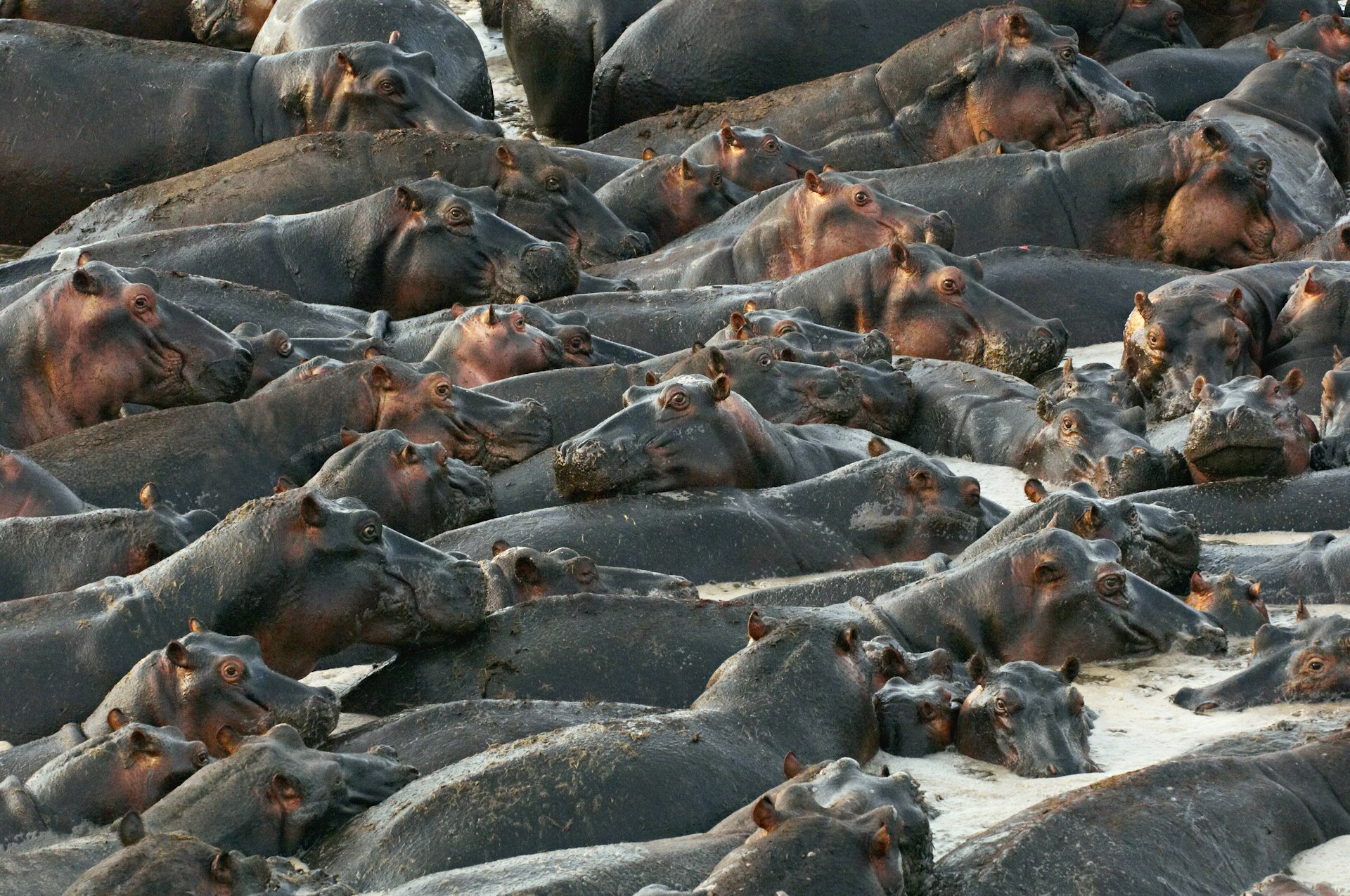 A tight shot of hippopotami crowding shallow water holes during the dry season