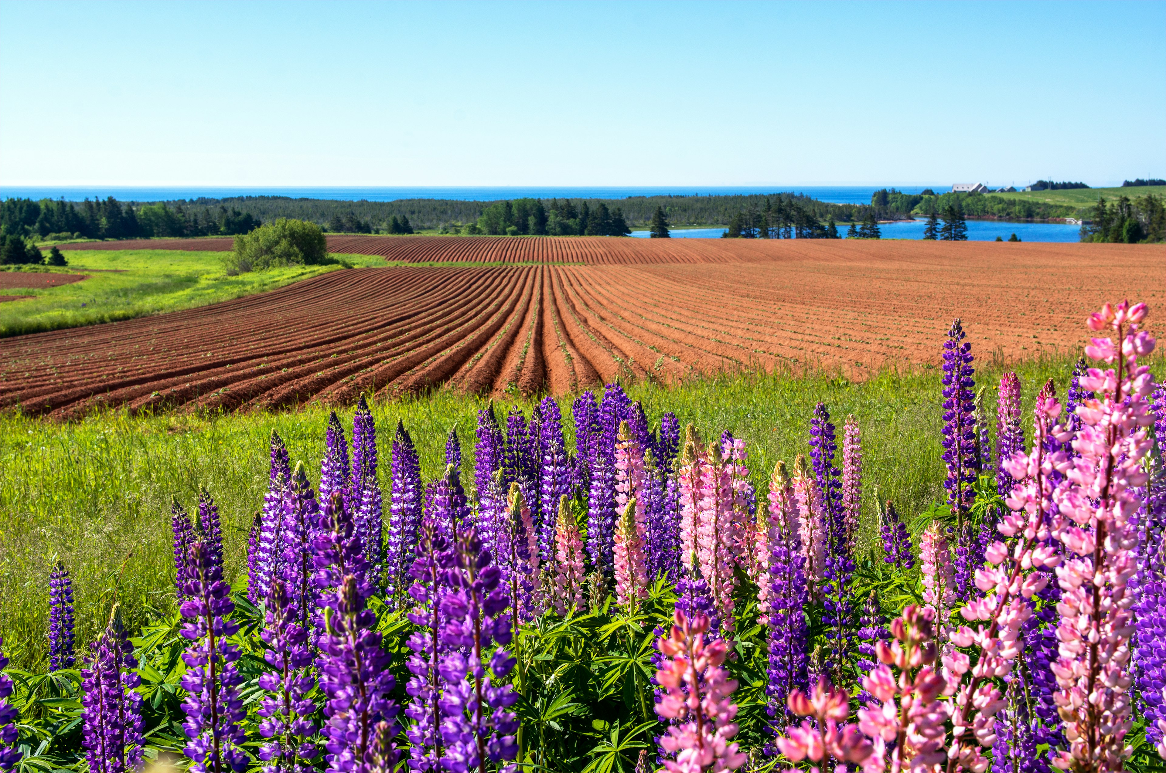 Potato fields and lupines on farmland in Kingsboro, Canada