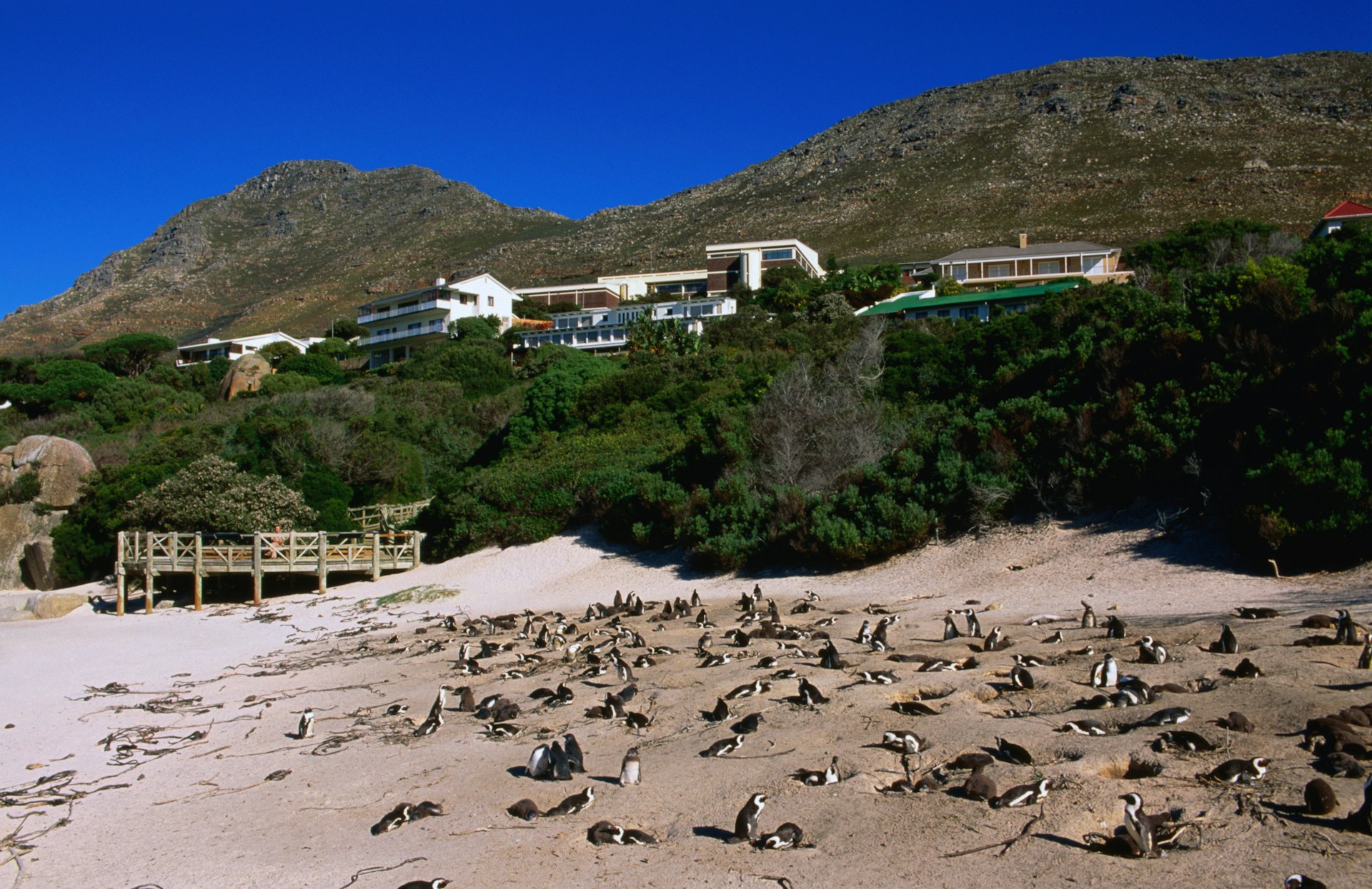 African penguins on Boulders Beach, with luxury homes on the hillside above