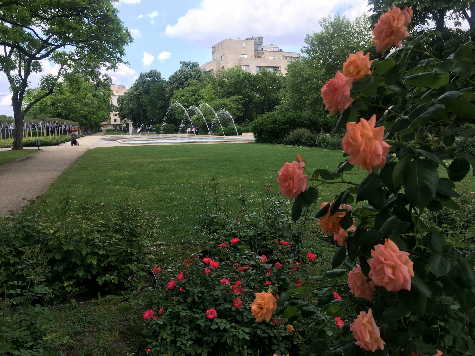 Blooming roses and lawns, with Bauhaus apartment buildings in the distance, at Szent István Parkat 