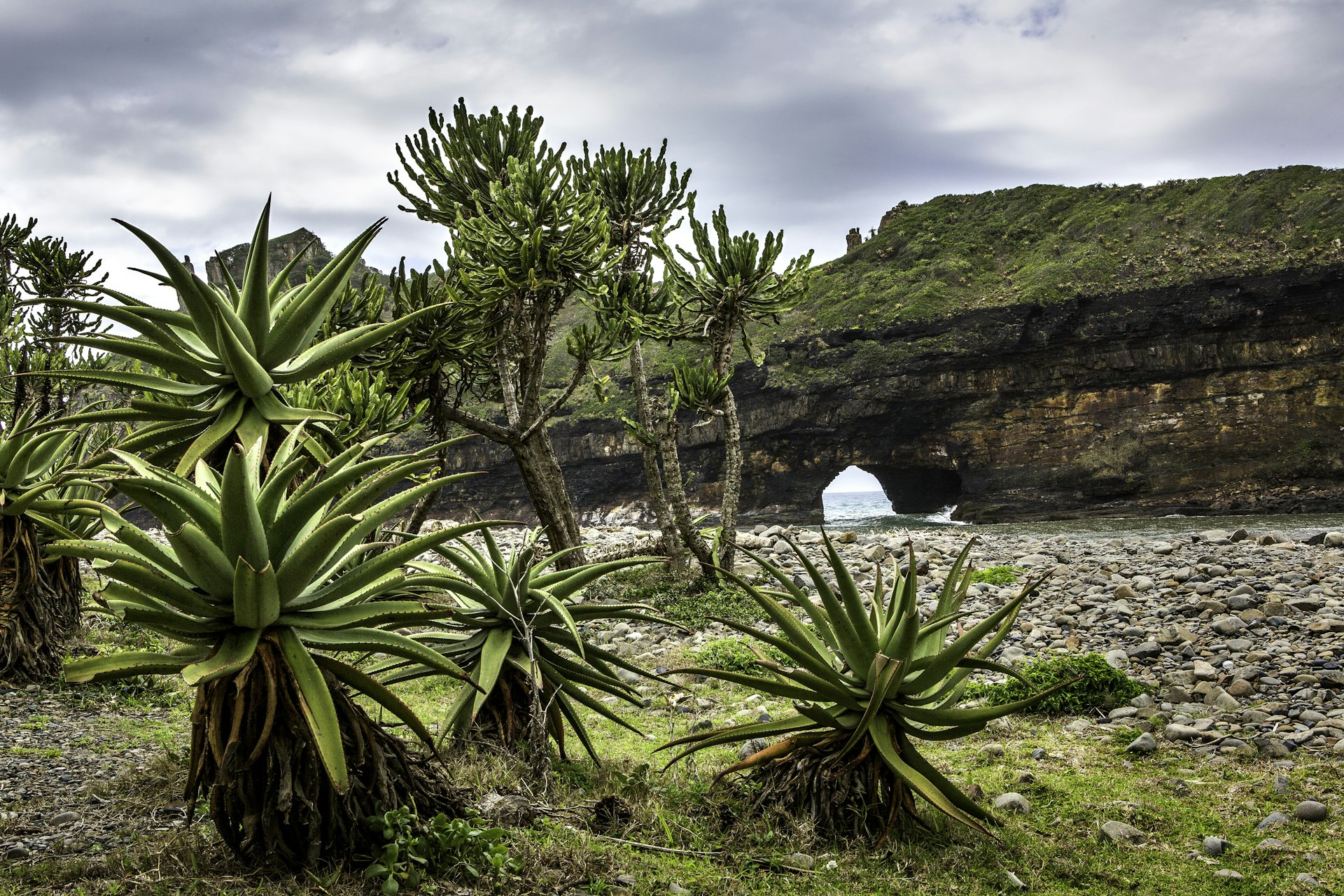 Spiky aloe plants grow by the ocean coast with the Hole in the Wall rock formation in the background