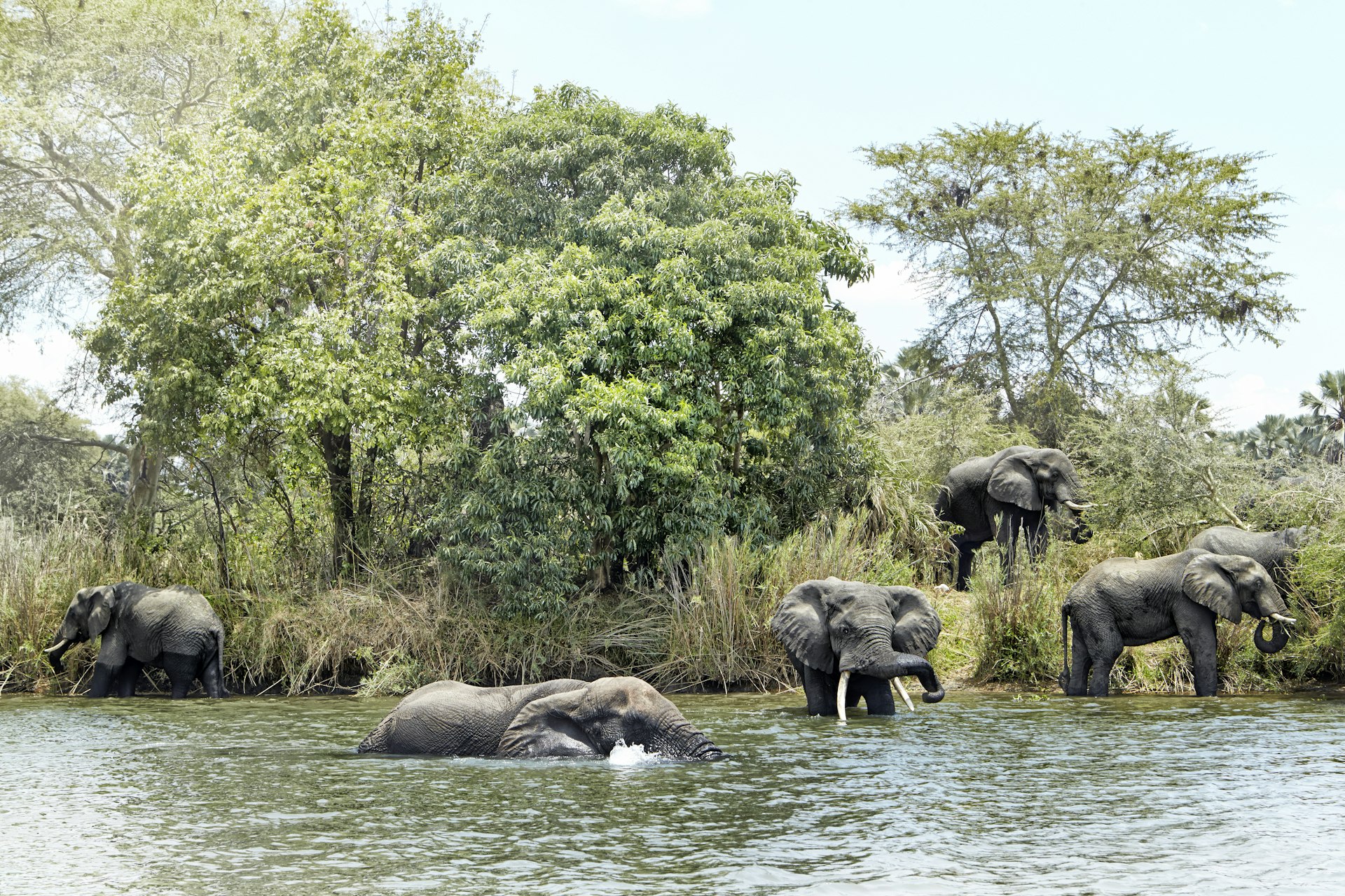 Large gray elephants stand beside or in the river, cooling down on a hot day
