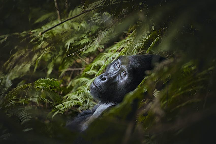 Ένας Silverback γορίλας κοιτάζει την κάμερα στο Εθνικό Πάρκο Bwindi Impenetrable Forest, Ουγκάντα. 