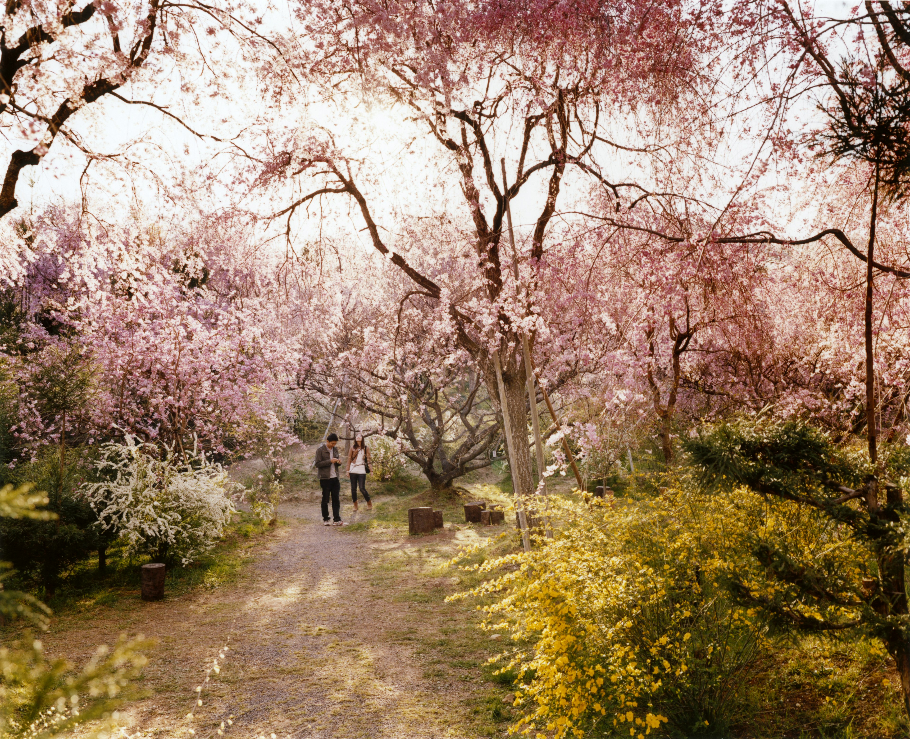 Couple admiring cherry blossom trees in Kyoto Park.