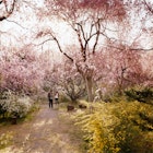 Couple admiring cherry blossom trees in Kyoto Park.
