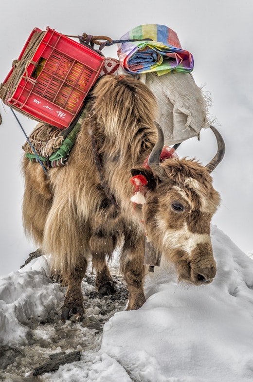 A yak carries supplies to base camp.