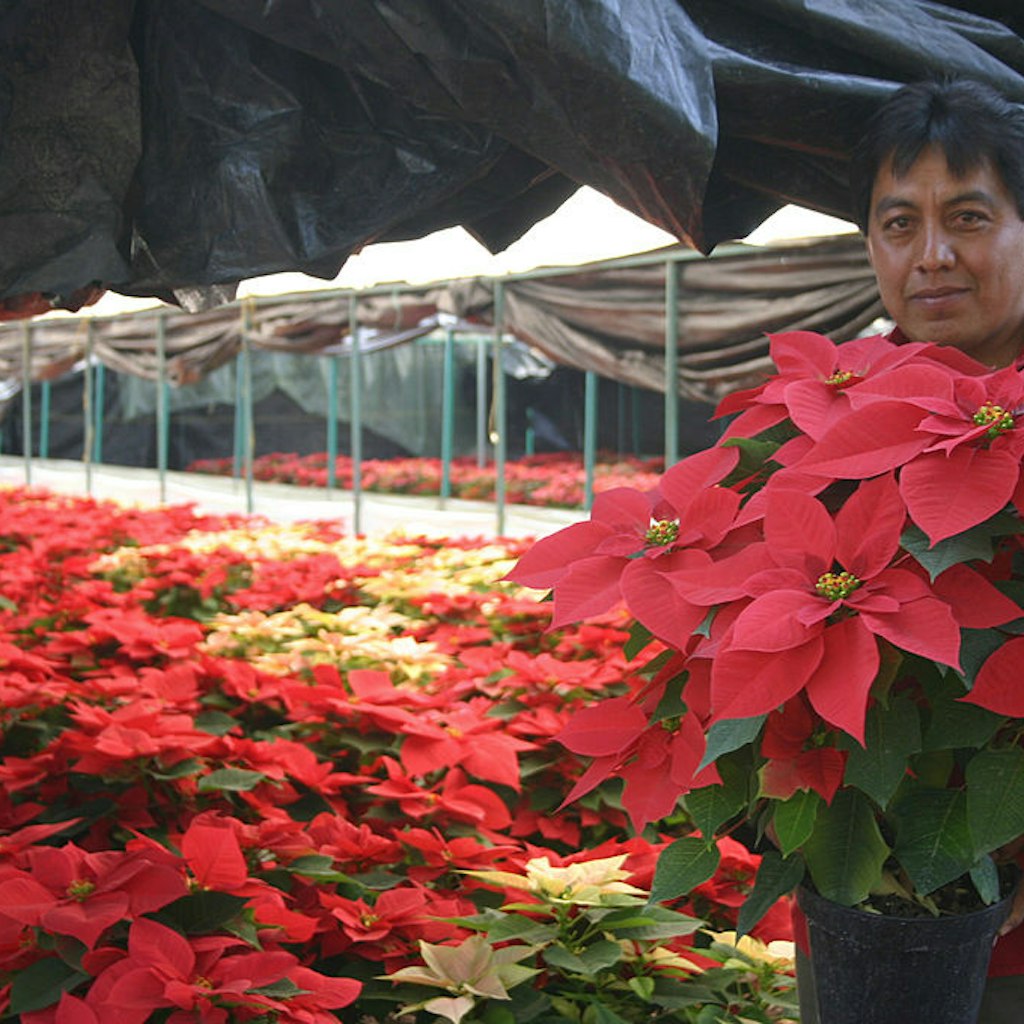 SLUG: FO/MEXICO POINSETTIA. DATE: Downloaded E-mail 12/07/2004 (mmm) CREDIT: Mary Jordan / TWP. Mexico City, MEXICO. Dec 2004 - Angel Mendoza, head of one of 1,000 families who produce poinsettias year-round in Xochimilco. His family has been in the flower business for generations.  (Photo by Mary Jordan/The The Washington Post via Getty Images)