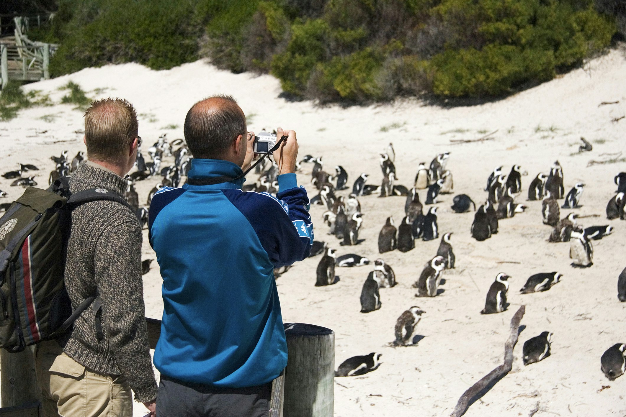 Men observing and photographing colony of penguins at Cape Peninsula.