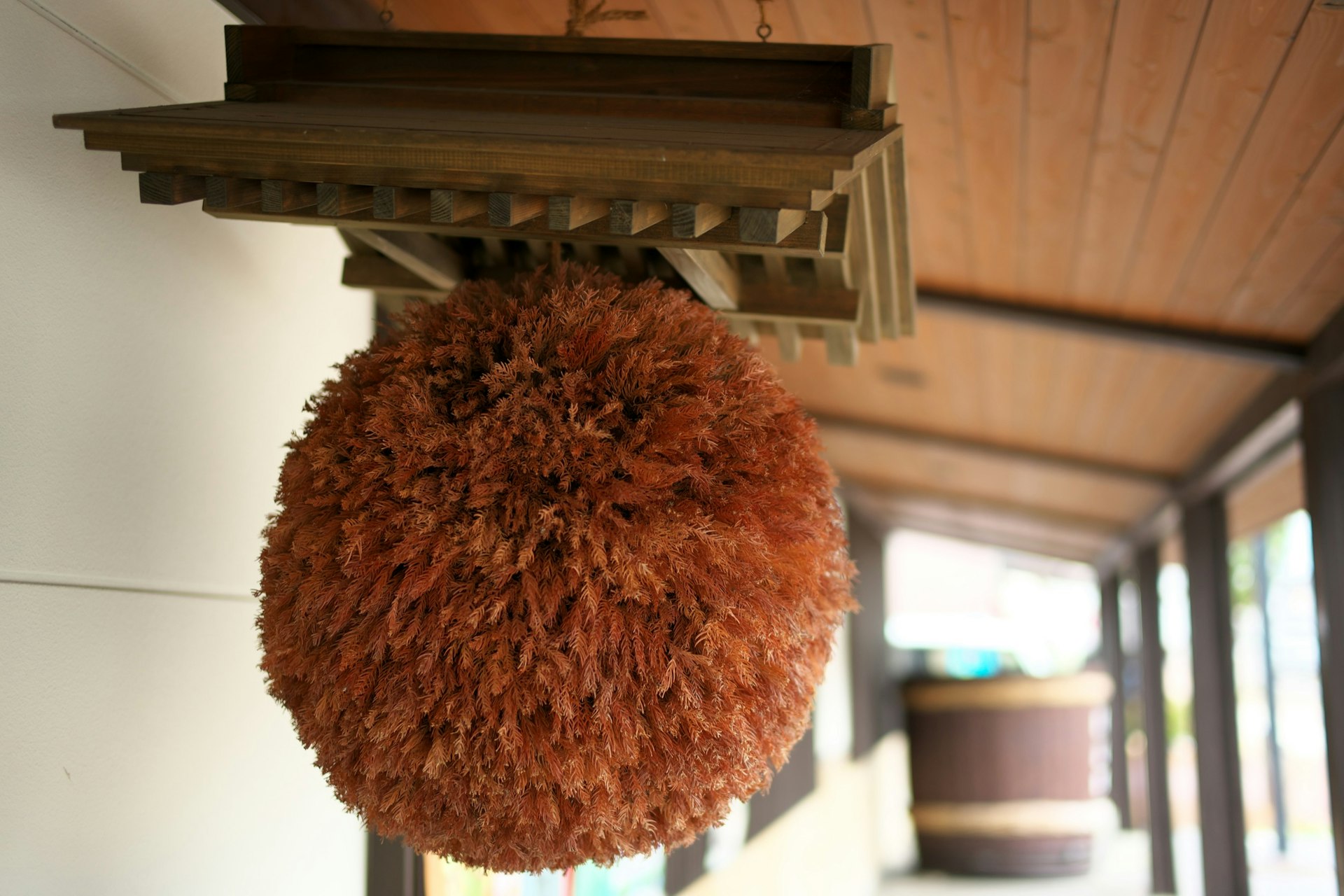 Akita,Japan-October 4, 2019: Sugidama, ball made from sprigs of Japanese cedar, traditionally hung in the eaves of sake breweries