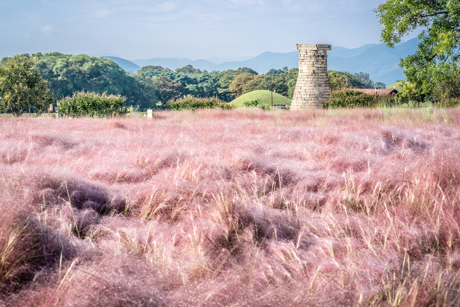 A lush field of pink muhly grass by the an ancient Astrological Observatory in Gyeongju, South Korea