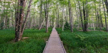 The green of summer fills the forest on the Jesup Path in Acadia National Park