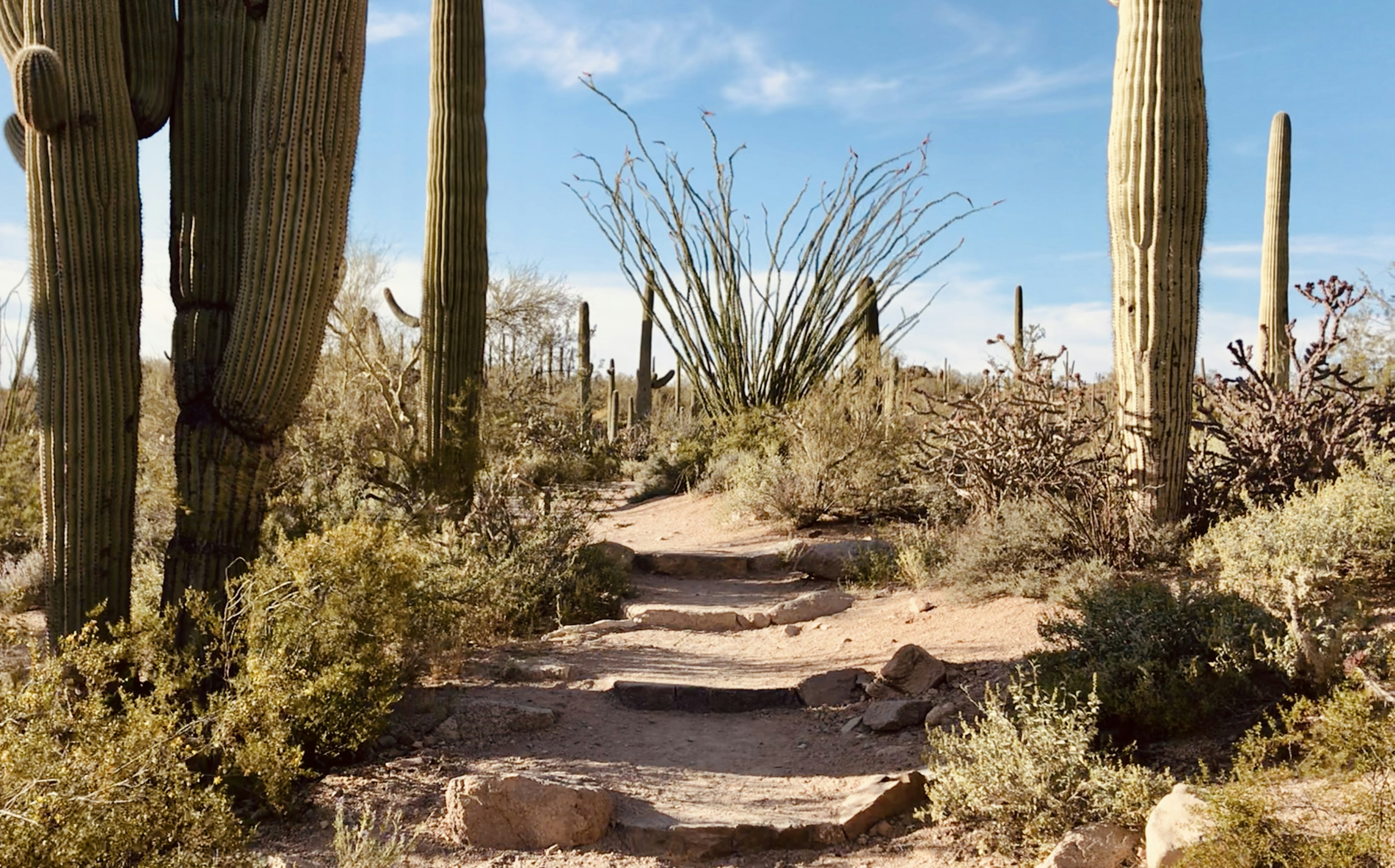 The short but stunning Valley View Overlook Trail at dusk in Saguaro National Park West district.jpeg