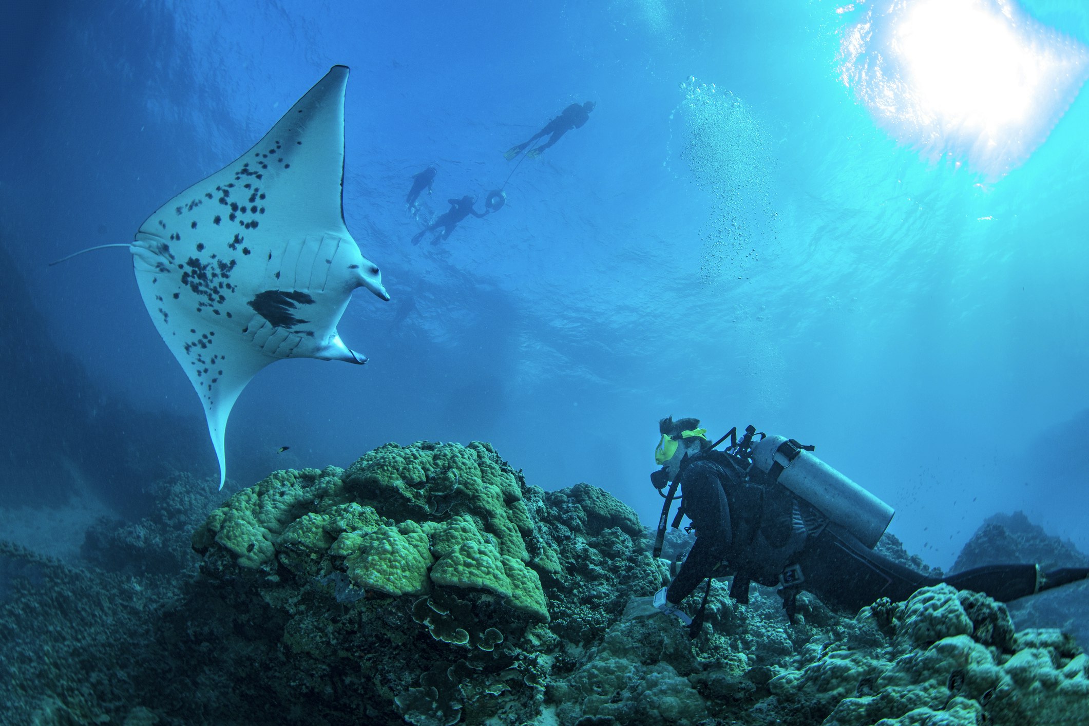 Manta ray and a scuba diver in Bora Bora
