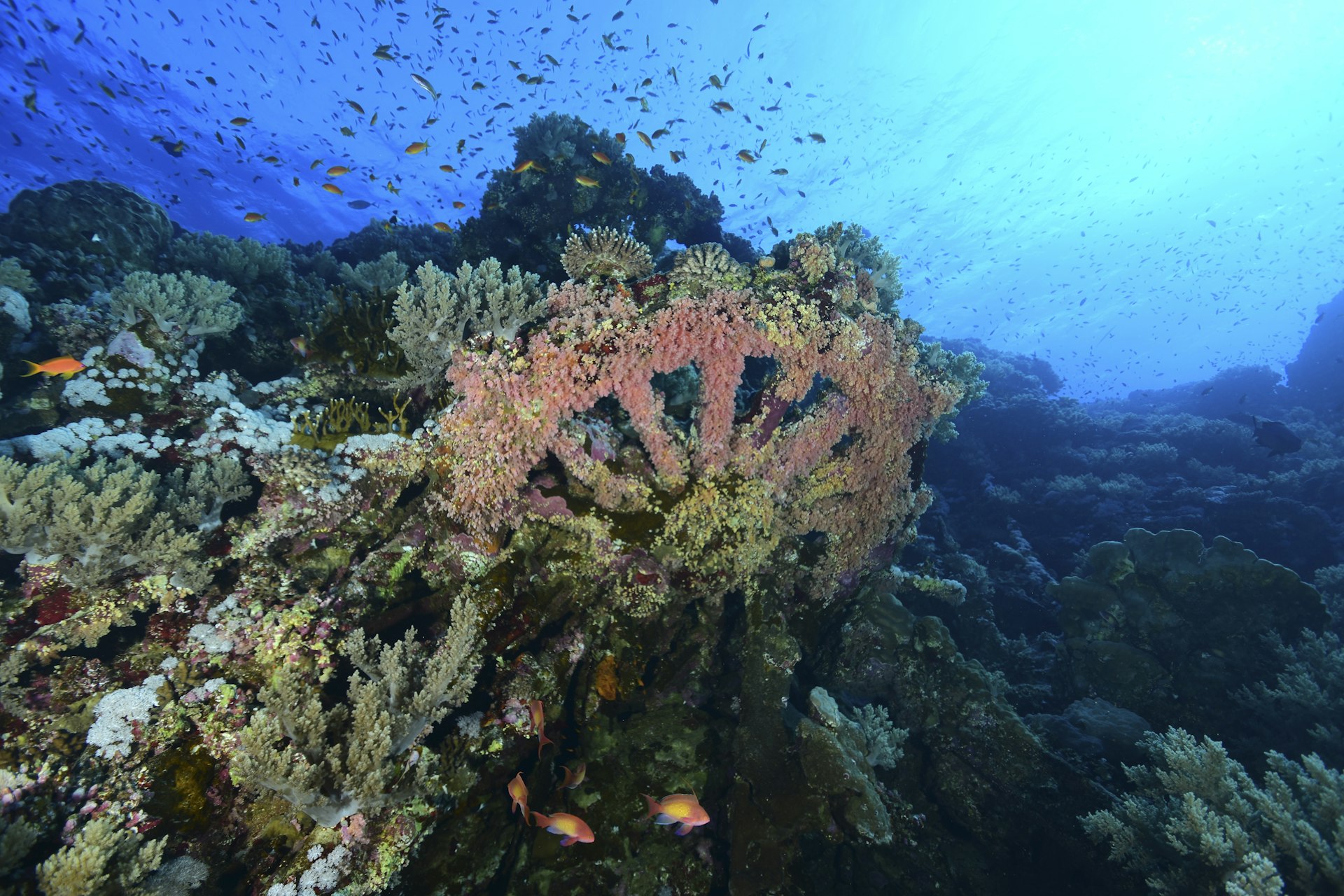 Closeup of the Numidia cargo ship wreck covered in coral and surrounded by underwater wildlife in the Red Sea, Egypt.