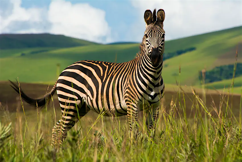 Single zebra standing In Nyika National Park, Malawi, Southern Africa Single zebra standing In Nyika National Park, Malawi