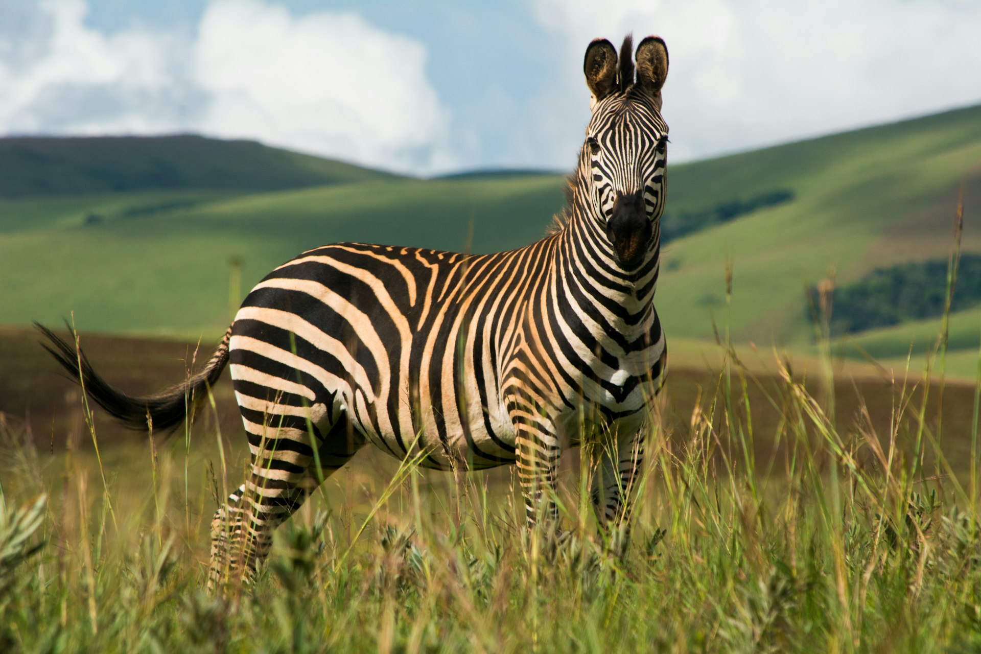 Single zebra standing In Nyika National Park, Malawi