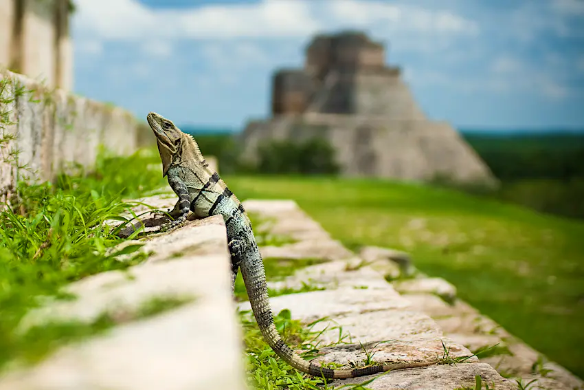 An iguana climbs Maya ruins near Mérida, Yucatán, Mexico An iguana at a site of Maya ruins near Mérida, Yucatán, Mexico