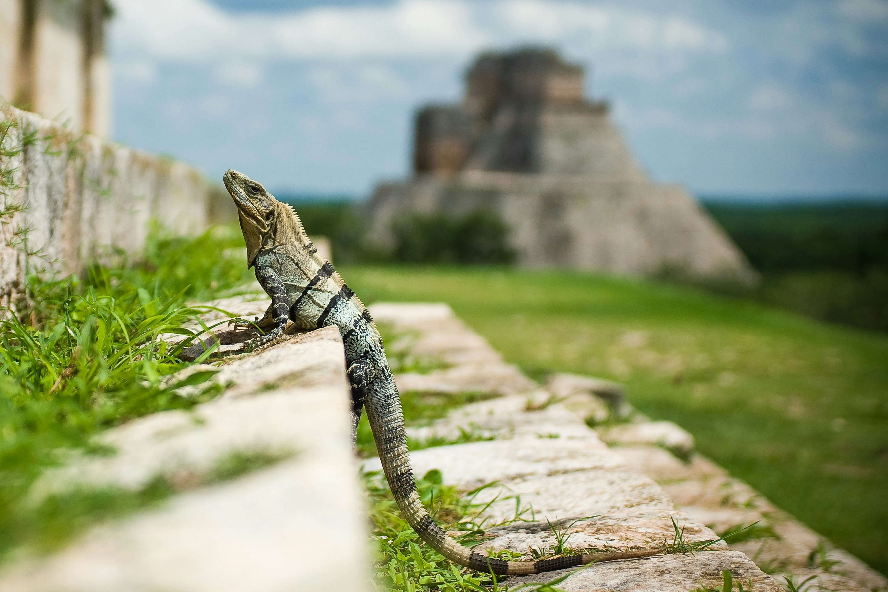 An iguana at a site of Maya ruins near Mérida, Yucatán, Mexico