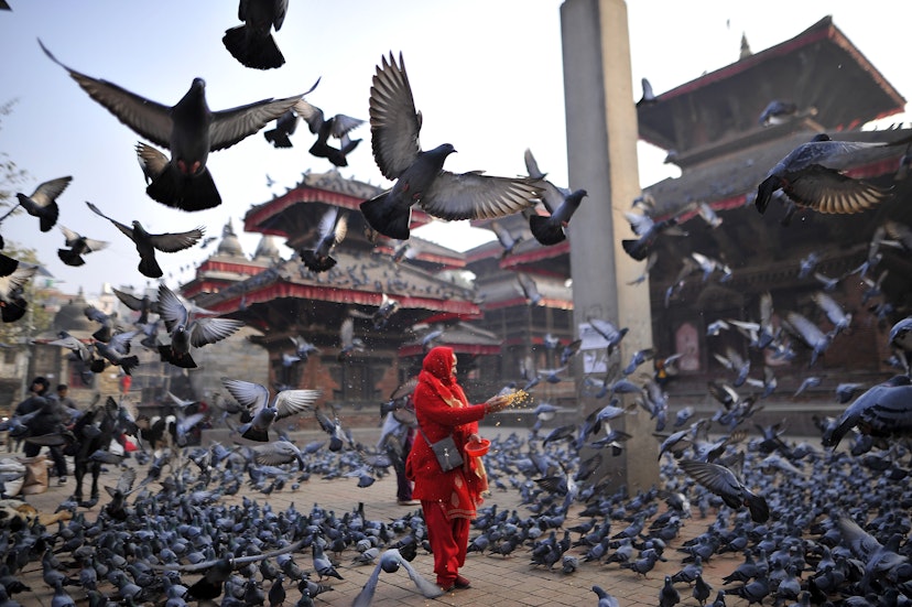 A woman feeding maize grains to pigeons at Basantapur Durbar Square, Kathmandu, Nepal on Wednesday, janauary 29, 2019. Basantapur Durbar Square is one of the three Durbar Squares in the Kathmandu Valley, which are listed as a UNESCO World Heritage Sites. 