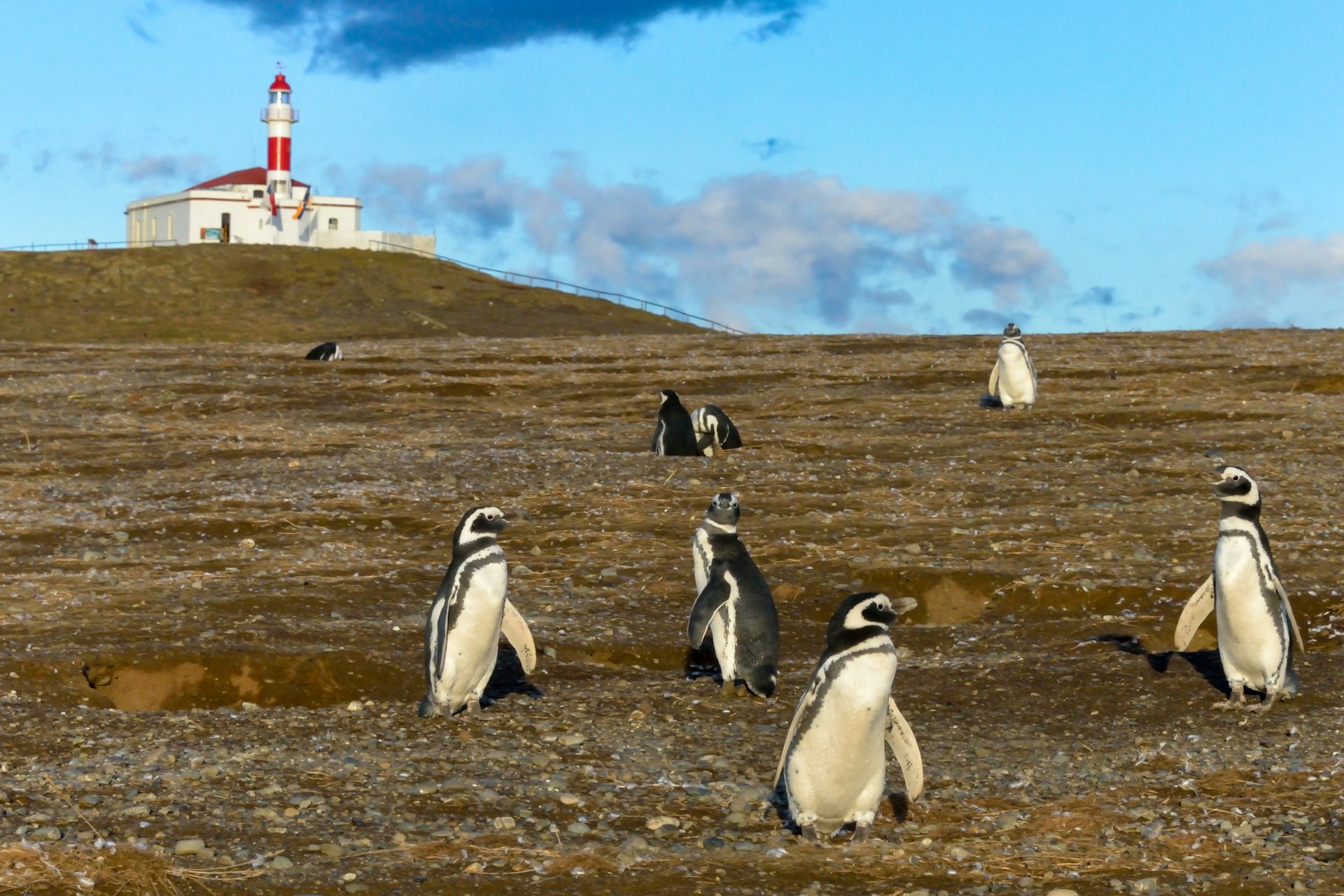 Eight Magellanic penguins walk over rocky ground near a lighthouse on Magdalena Island in Patagonia