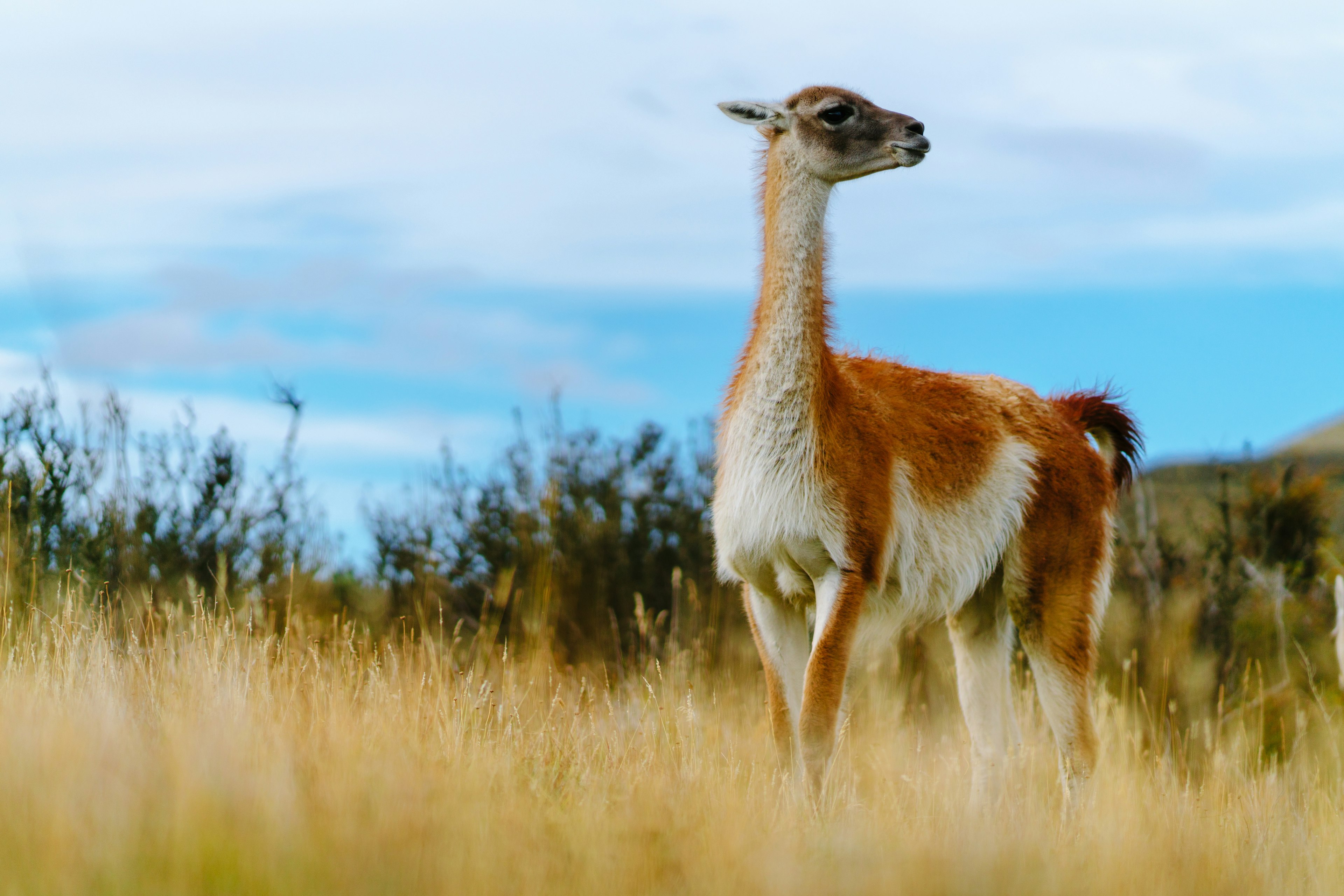 A guanaco - a camel-like creature with no hump - stands in grassland