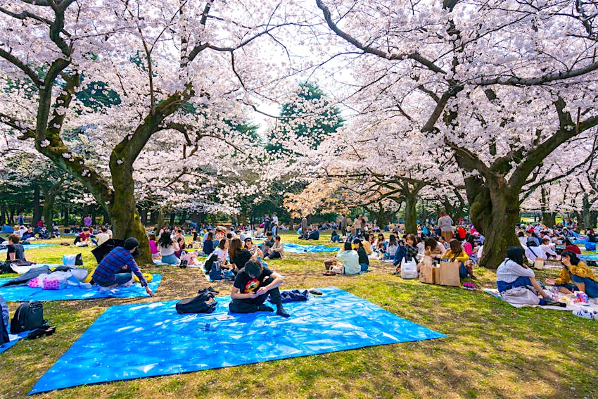 Πολλοί άνθρωποι κάνουν πικνίκ κάτω από τα άνθη της κερασιάς στο πάρκο Yoyogi στη Shibuya.