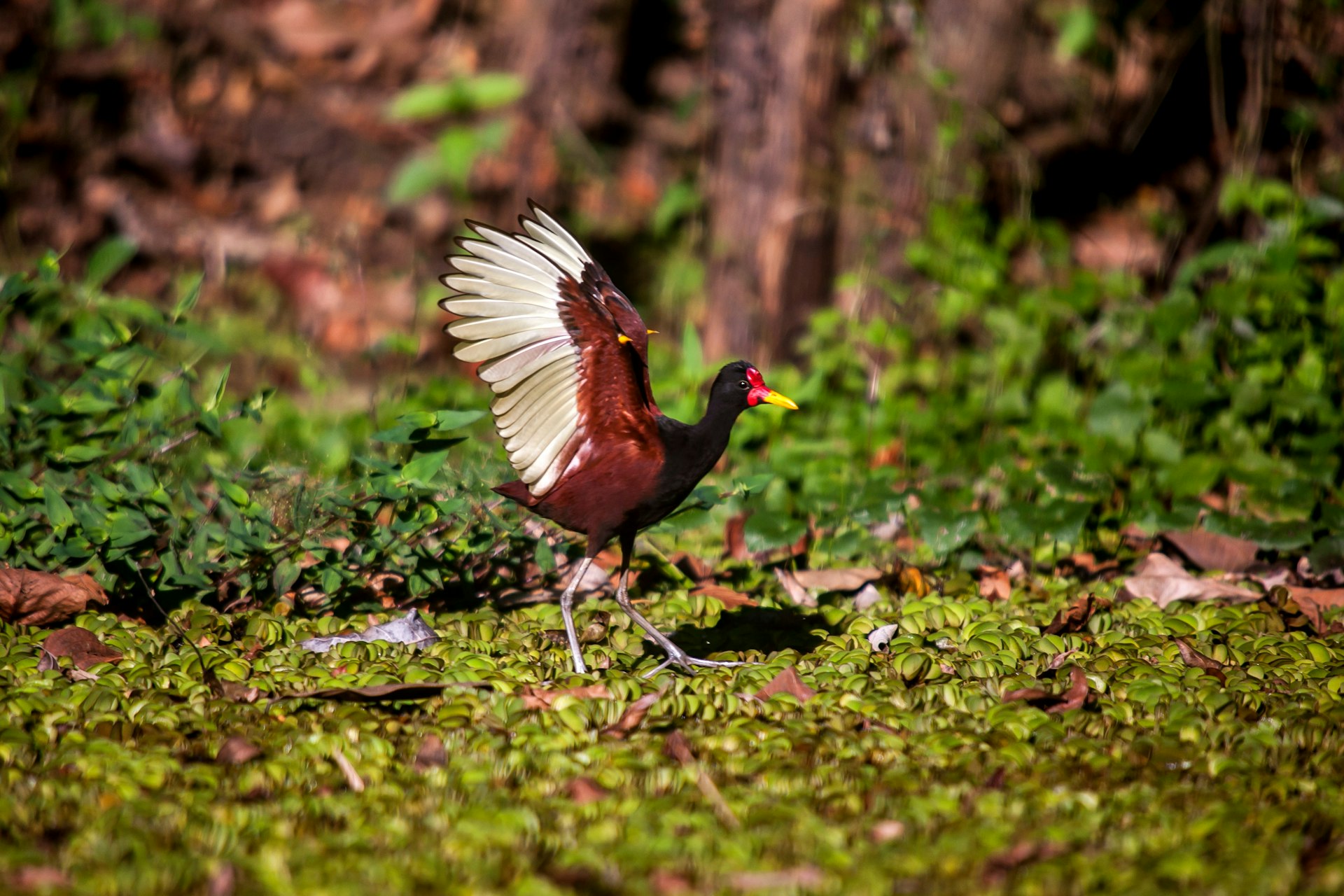A wattled jacana bird stretches its wings in the wetlands near Cariacica, Espirito Santo, Brazil