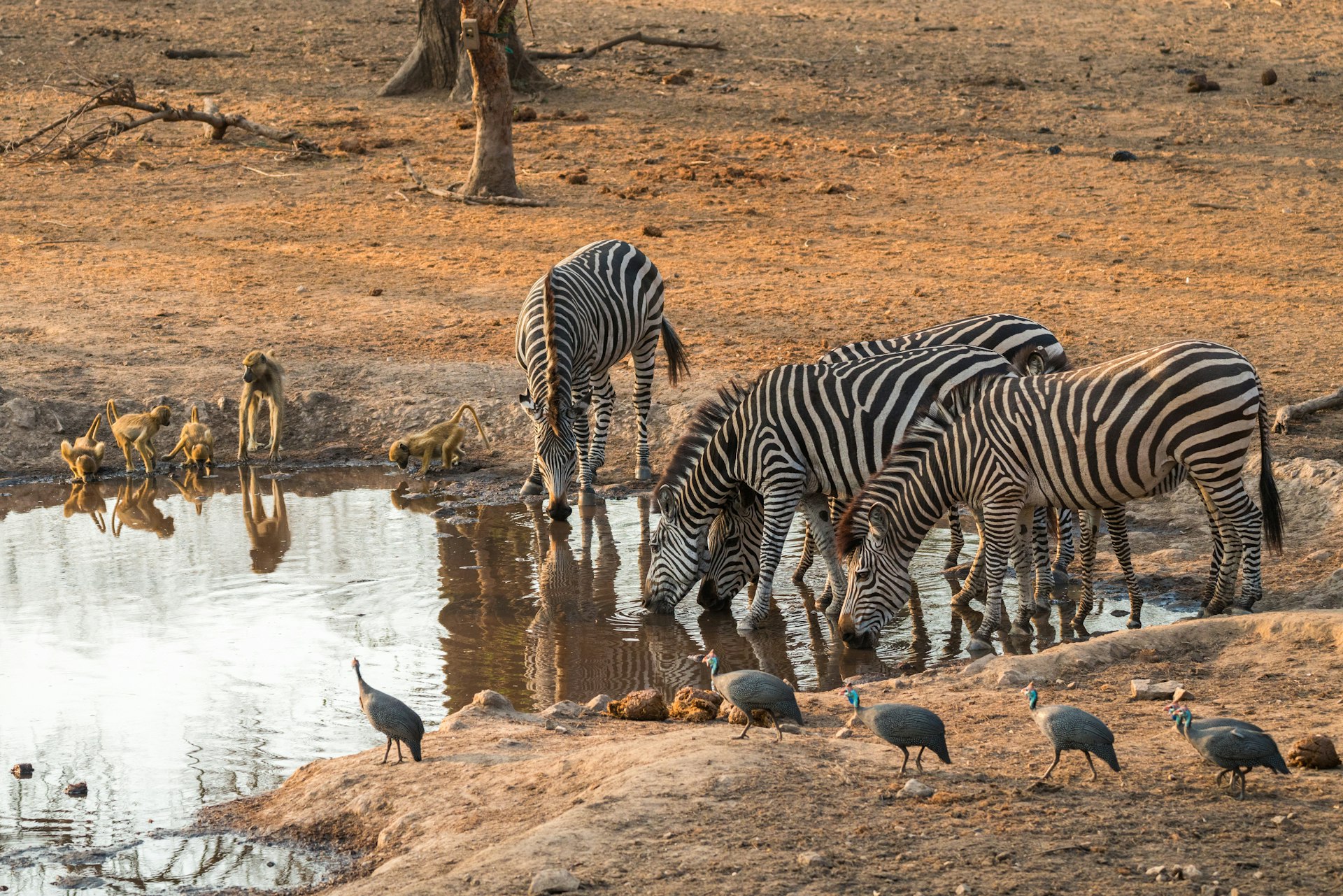 Groups of yellow baboons, zebras and guinea fowl sharing a waterhole in Majete Wildlife Reserve in Malawi