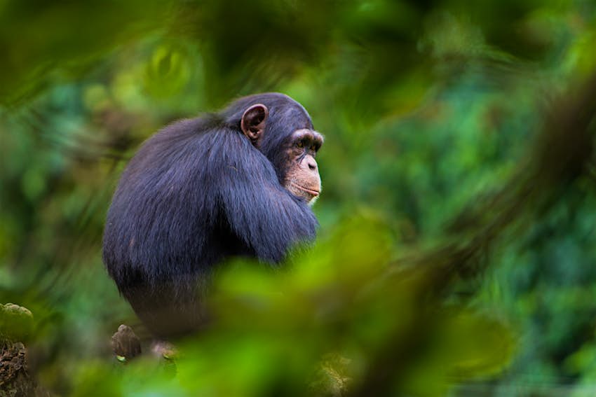 Šimpanzė stovi medyje Rubondo salos nacionaliniame parke, Tanzanijoje 